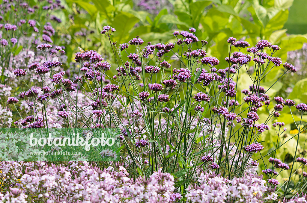 536110 - Verveine de Buenos Aires (Verbena bonariensis) et Tarenaya hassleriana 'Señorita Rosalita' syn. Cleome hassleriana 'Señorita Rosalita'