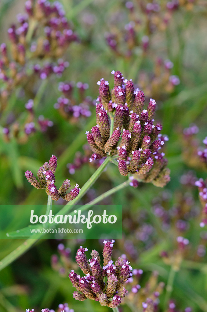 549007 - Verveine officinale (Verbena officinalis)