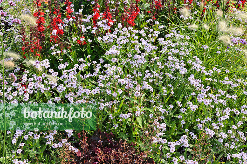 487064 - Verveine rugueuse (Verbena rigida 'Polaris')