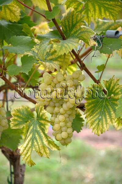517391 - Vigne cultivée (Vitis vinifera 'Evita')