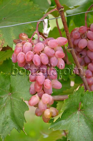 517392 - Vigne cultivée (Vitis vinifera 'Katharina')