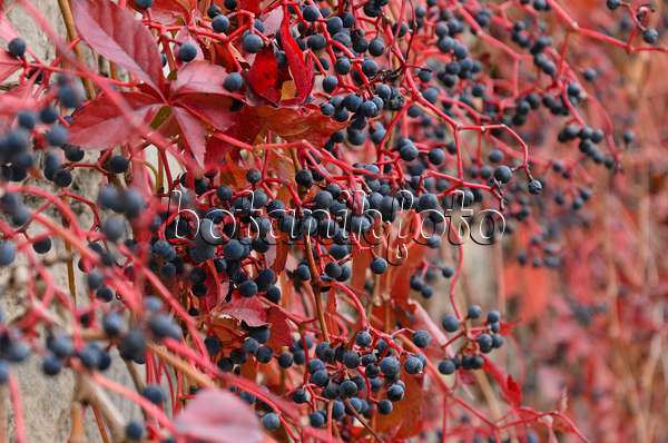 501189 - Vigne vierge à cinq folioles (Parthenocissus quinquefolia)
