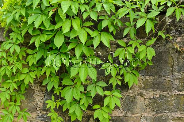 521209 - Vigne vierge à cinq folioles (Parthenocissus quinquefolia)