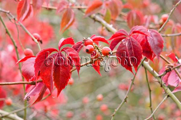 524201 - Vigne vierge à cinq folioles (Parthenocissus quinquefolia) et rosier (Rosa) avec des cynorrhodons