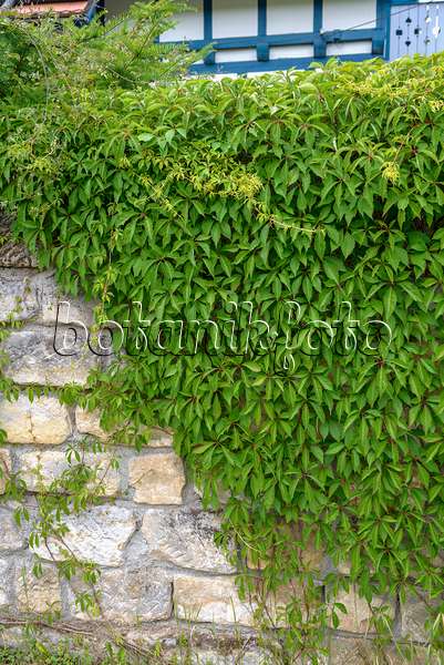 575172 - Vigne vierge à cinq folioles (Parthenocissus quinquefolia 'Engelmannii')