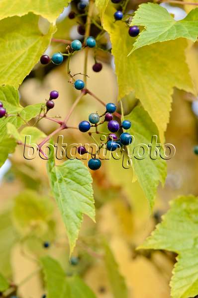 525251 - Vigne vierge à fruits bleus (Ampelopsis brevipedunculata)