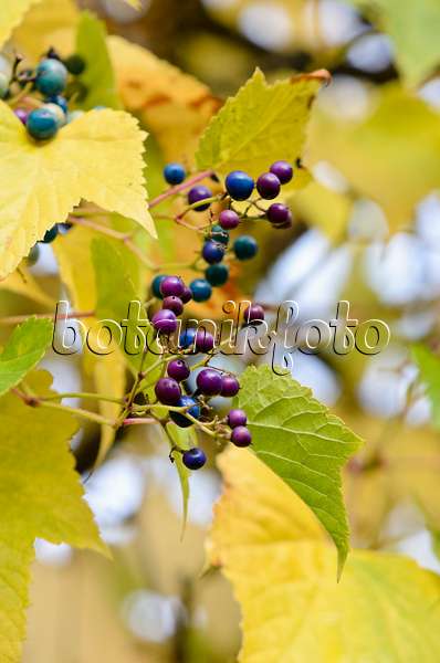 525252 - Vigne vierge à fruits bleus (Ampelopsis brevipedunculata)