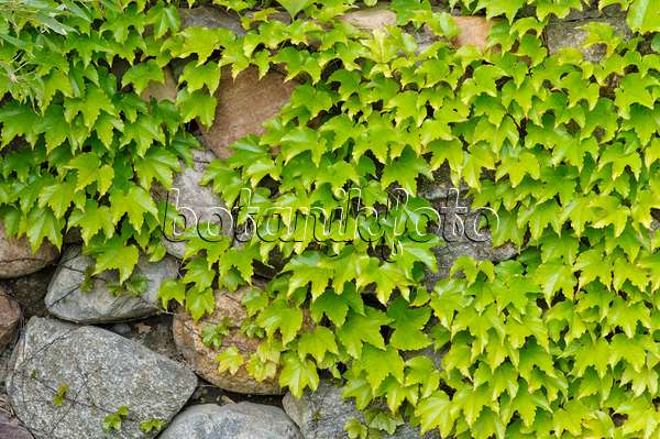 472391 - Vigne vierge japonaise (Parthenocissus tricuspidata)