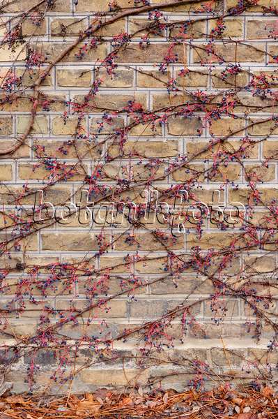 478107 - Vigne vierge japonaise (Parthenocissus tricuspidata)