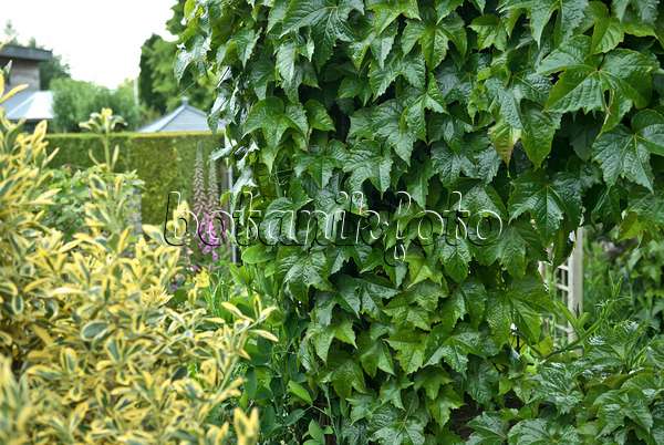 517135 - Vigne vierge japonaise (Parthenocissus tricuspidata 'Green Spring')