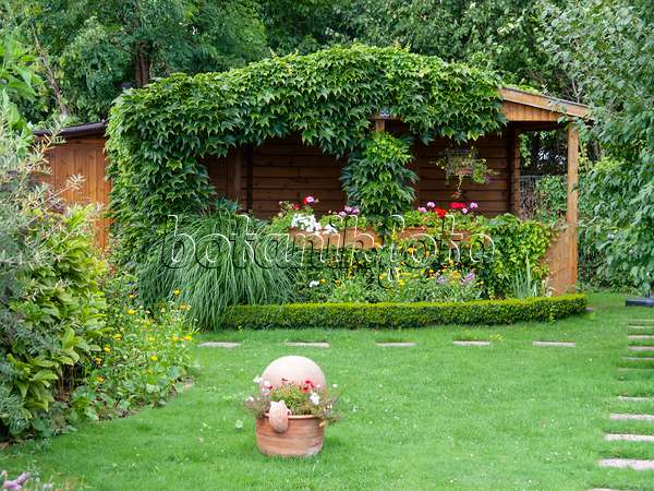 523293 - Vigne vierge japonaise (Parthenocissus tricuspidata) sur un abri de jardin dans un jardin familial