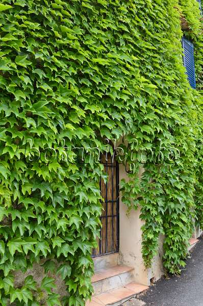 533142 - Vigne vierge japonaise (Parthenocissus tricuspidata) sur un mur extérieur