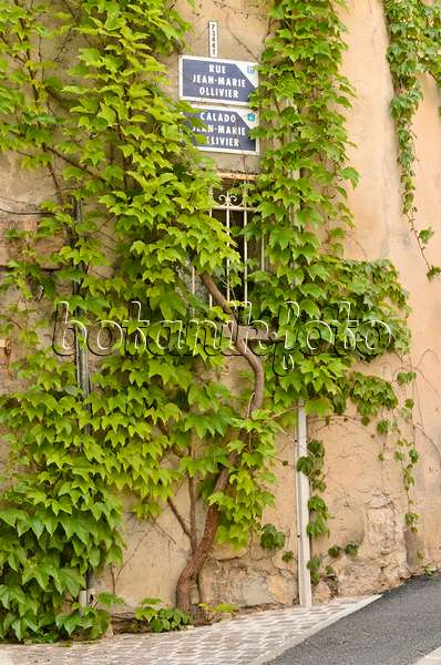 533143 - Vigne vierge japonaise (Parthenocissus tricuspidata) sur un mur extérieur
