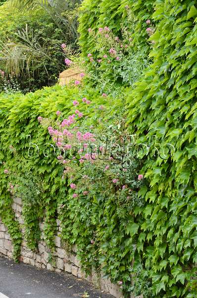 533144 - Vigne vierge japonaise (Parthenocissus tricuspidata) et centranthe rouge (Centranthus ruber) sur un mur de pierre