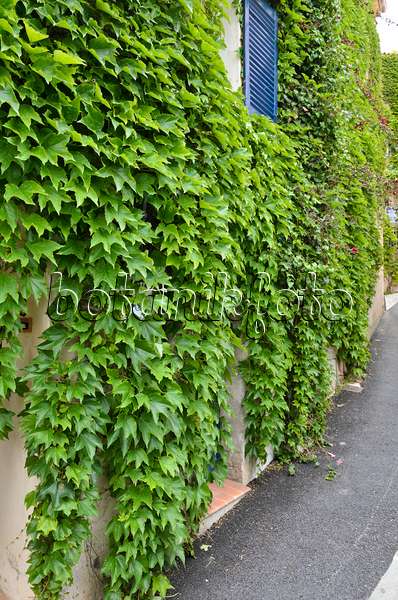 533145 - Vigne vierge japonaise (Parthenocissus tricuspidata) sur un mur extérieur