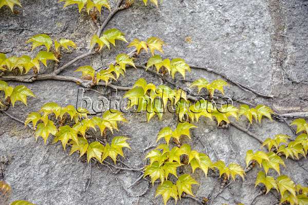 558175 - Vigne vierge japonaise (Parthenocissus tricuspidata 'Veitchii')