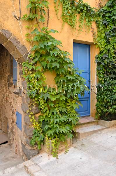569053 - Vigne vierge japonaise (Parthenocissus tricuspidata) sur une vieille maison de ville, Grimaud, France