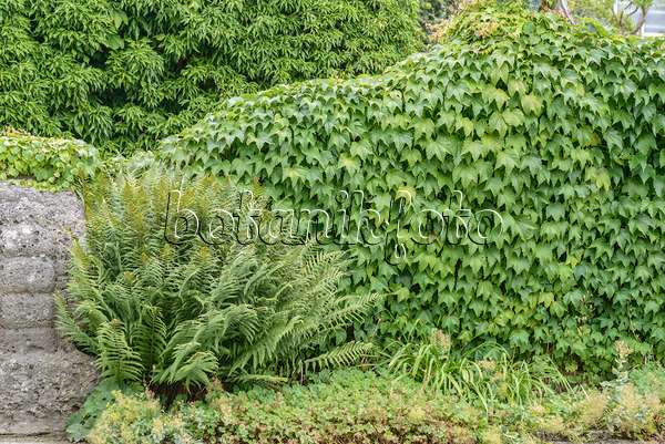 575173 - Vigne vierge japonaise (Parthenocissus tricuspidata 'Green Spring')