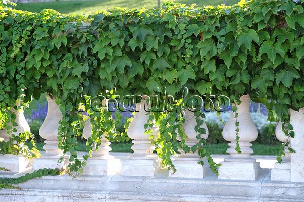 616273 - Vigne vierge japonaise (Parthenocissus tricuspidata 'Veitchii')