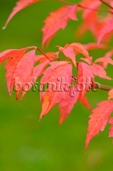 525080 - Vine-leafed maple (Acer cissifolium)