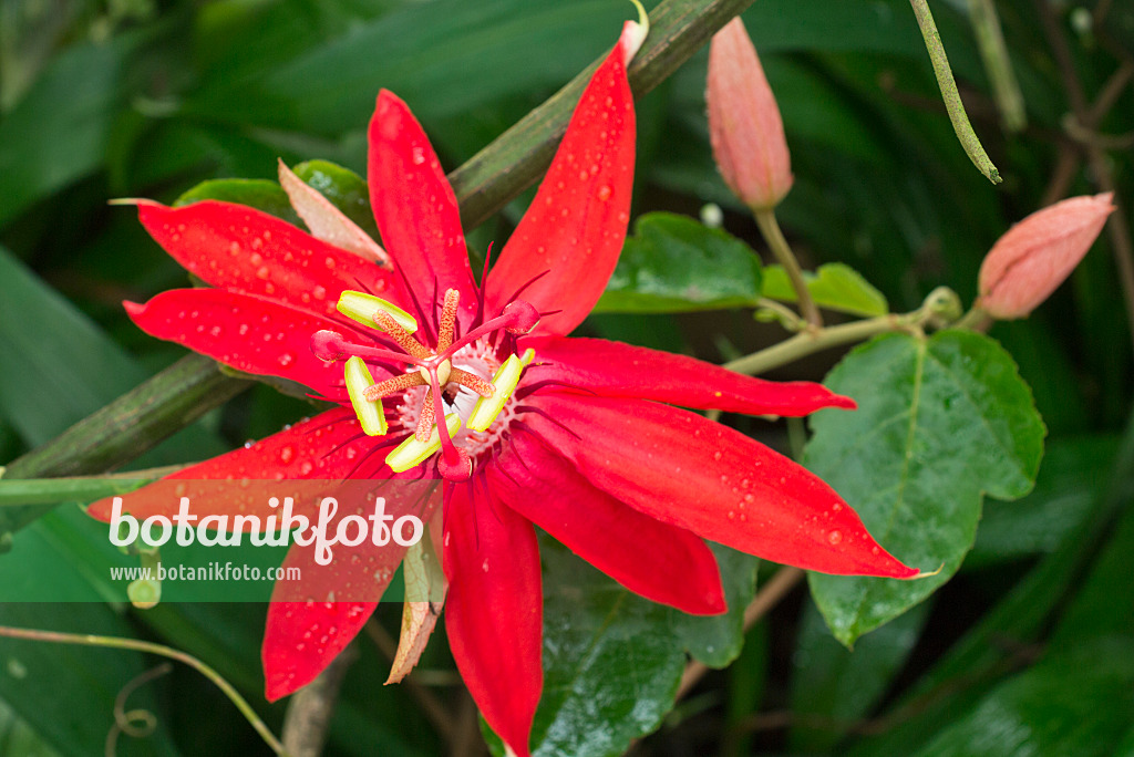 551011 - Vine-leaved passion flower (Passiflora vitifolia)