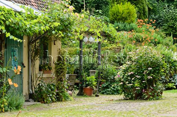 557321 - Vines (Vitis), foxgloves (Digitalis), hydrangeas (Hydrangea) and day lilies (Hemerocallis) in a backyard garden