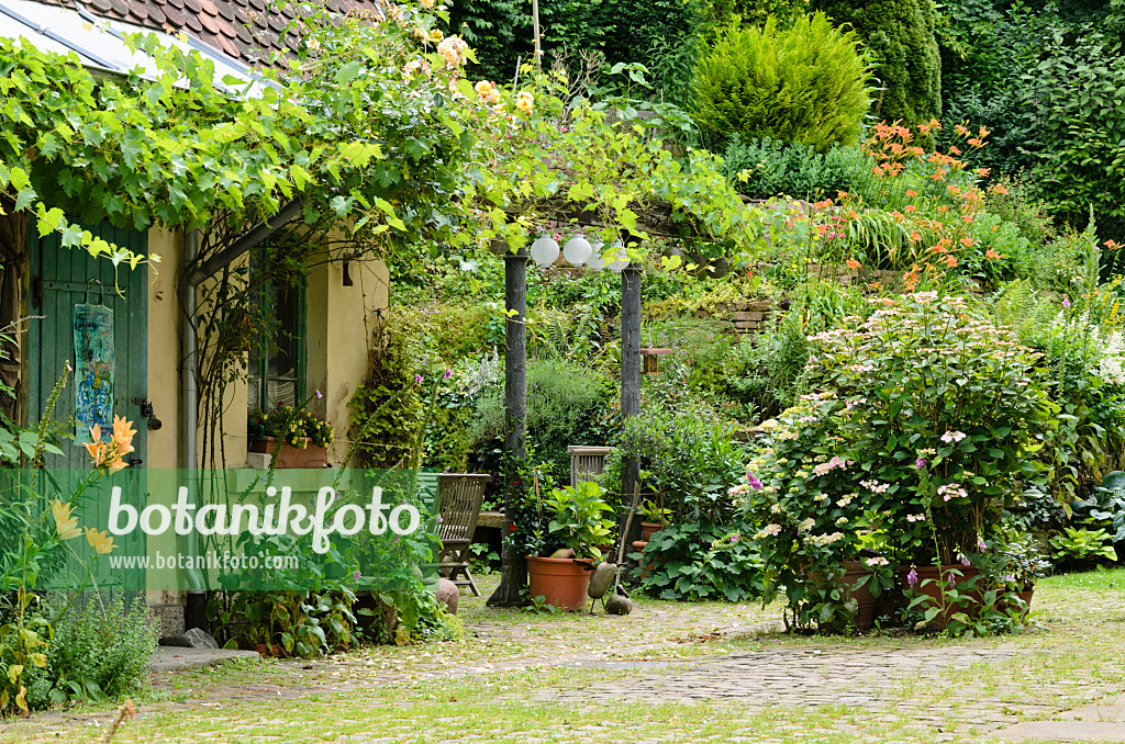 557321 - Vines (Vitis), foxgloves (Digitalis), hydrangeas (Hydrangea) and day lilies (Hemerocallis) in a backyard garden