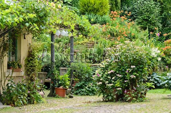557322 - Vines (Vitis), foxgloves (Digitalis), hydrangeas (Hydrangea) and day lilies (Hemerocallis) in a backyard garden