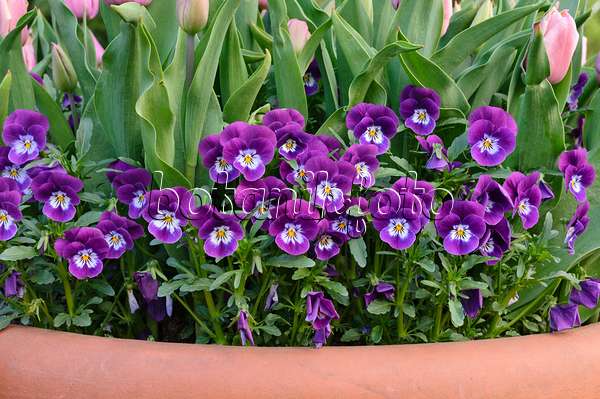 471216 - Violet (Viola) and tulip (Tulipa)