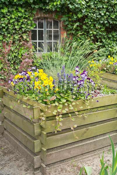 544160 - Violets (Viola) and bugles (Ajuga) in a raised bed