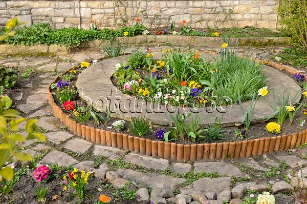555056 - Violets (Viola), common daisy (Bellis), primroses (Primula) and tulips (Tulipa) in a round bed