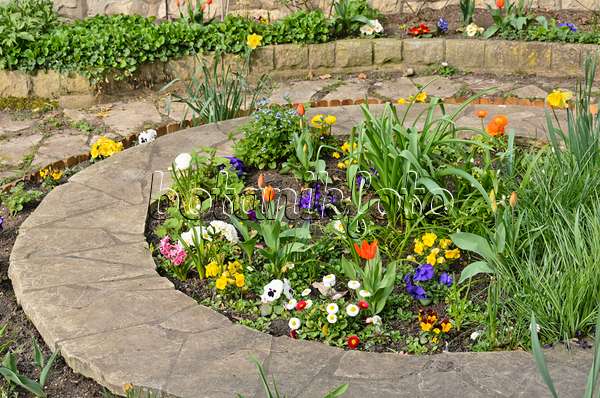 555057 - Violets (Viola), common daisy (Bellis), primroses (Primula) and tulips (Tulipa) in a round bed