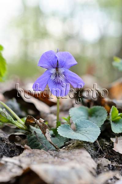 507165 - Violette des bois (Viola reichenbachiana)