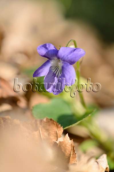519159 - Violette des bois (Viola reichenbachiana)