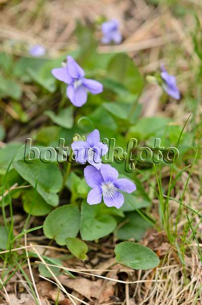 544037 - Violette des bois (Viola reichenbachiana)
