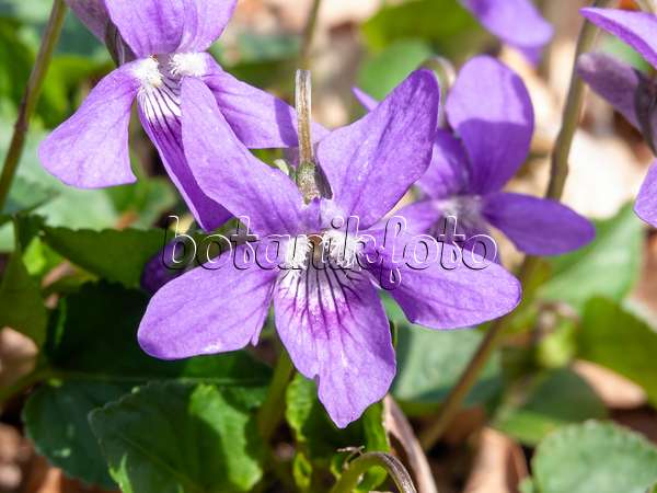 509208 - Violette des chiens (Viola canina)