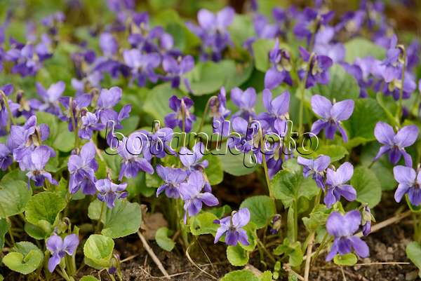 554032 - Violette des chiens (Viola canina)