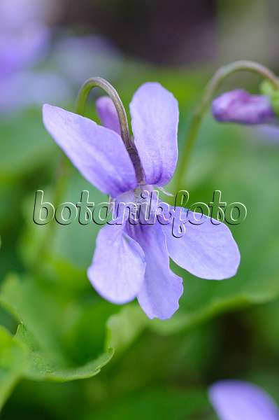 471120 - Violette du Canada (Viola canadensis)
