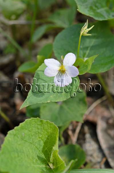 508360 - Violette du Canada (Viola canadensis var. scopulorum)