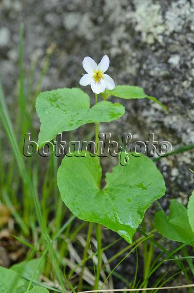 508361 - Violette du Canada (Viola canadensis var. scopulorum)