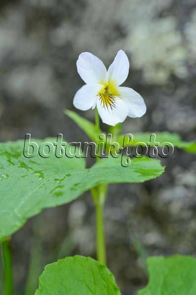 508362 - Violette du Canada (Viola canadensis var. scopulorum)
