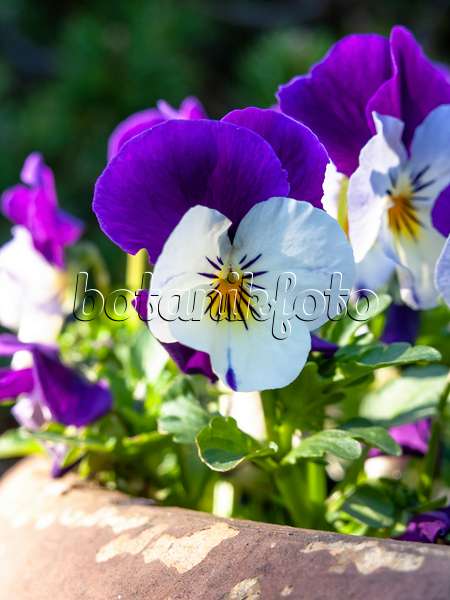 437103 - Violette multicaule (Viola x wittrockiana)