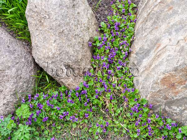 483057 - Violette odorante (Viola odorata)