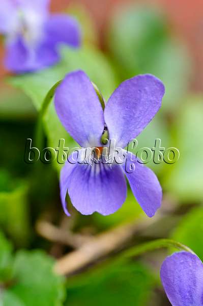 483096 - Violette odorante (Viola odorata)