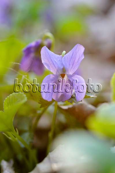 506066 - Violette odorante (Viola odorata)