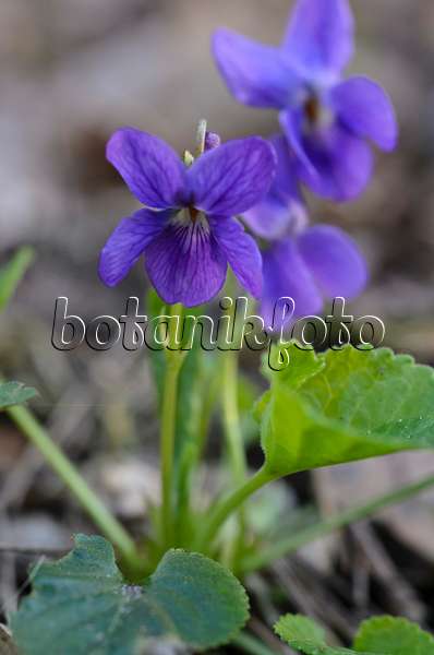 506067 - Violette odorante (Viola odorata)