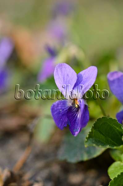 506081 - Violette odorante (Viola odorata)