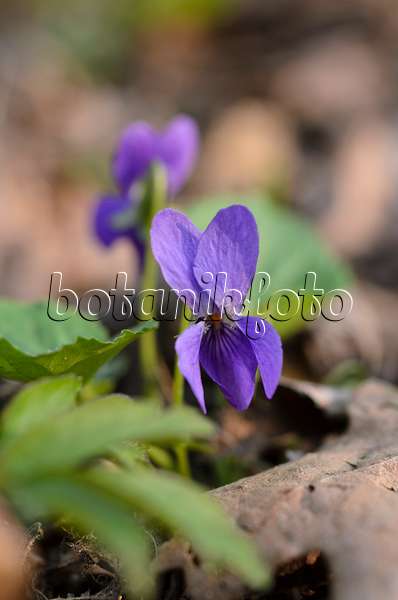 506082 - Violette odorante (Viola odorata)