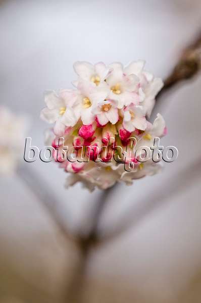 528021 - Viorne à grandes fleurs (Viburnum grandiflorum)