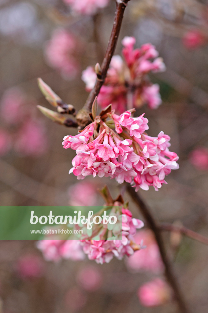 482065 - Viorne d'hiver (Viburnum x bodnantense 'Dawn')